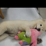 [강아지] 강아지가 좋아서미치겠어요ㅜ(+ 혹시 <b>견</b>종 아시는분?)