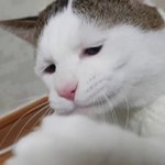 <b>슈</b>가 닮아서 유명한 고양이래!