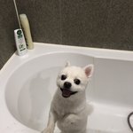 [강아지] 우리집 <b>아가</b> 봐주세요☺️ 두부3탄
