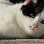 [댓글부탁해] 아폰x <b>xs</b>차이가 뭐야