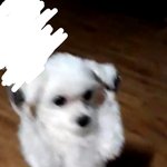 정재현만 보면 두발로 서는 우리<b>집강</b>쥐