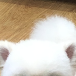 울 <b>집</b> 갱<b>얼</b>쥐가 젤 귀여움