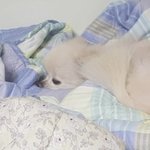[EXO] 같은 보정빨이라도 <b>배씨</b>보단 조씨가 낫지