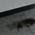 [드루와] 새끼고양이 봄..들어와봐