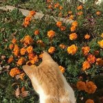 [댓글부탁해] 어몽<b>어스</b> 술래잡기 룰 알려줄사람