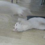 [고양이] 길냥이들 여름나기