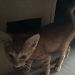 [고양이] 저희 집 고양이 많이컸죠??
