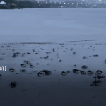 잠실게이동영상..<b>gif</b>