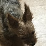 산책<b>광인</b> 우리 강아지도 돌아오게 만드는 지금 날씨