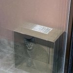 [드루와] 어이 네 녀석 잠시 들어와보거라