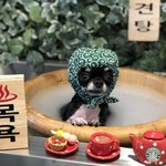 우리강아지들 자랑해요~^^