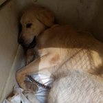 [강아지] 리트리버 아이 좀 도와주세요