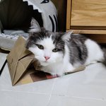 [고양이] 호듀는 <b>종이</b>백이 좋아요...