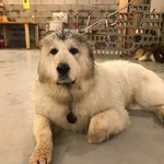 <그레이트 피레니즈> <b>심바</b>의 성장일기 - 9