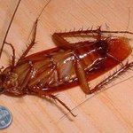 [댓글부탁해] 방금벌레잡음..<b>뿌듯</b>