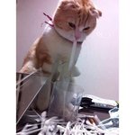 우리나라는 시 발로 모든 표현 쌉가능임