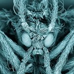 [뷰티] <b>나방</b>파리, 자연이 준 선물