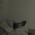 [고양이] 우리집 <b>베리</b> 첫 인사드려요 ㅎ