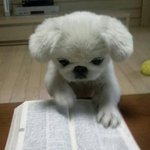 99% <b>확률</b>로 귀짤
