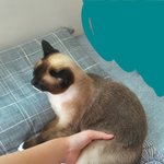 [드루와] 에<b>베베</b>벱 너네는 고앵이 없지?