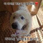 [강아지] 피레니즈 가족이 되어주세요