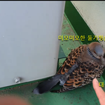 비둘기한테 <b>대쉬</b>했다가 빛의 속도로 차인 남자