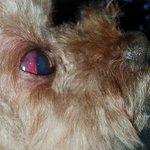 원주애견호텔<b>학대</b>사건입니다