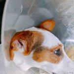 ( 유박비료 )우리맘보가 혈변을 쏟아내며 죽었습니다