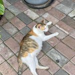 <b>회의실</b>에 눌러 앉은 냥 패밀리