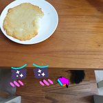 [고양이] 비오는 날은 빈대떡인데...으르신...ㅠㅠ