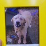 [강아지] 잘가 <b>아가</b>
