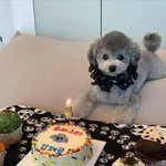 [드루와] 오늘 내 본진 탱 반려견 <b>제로</b> 세번째 생일이야