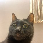 [고양이] <b>각도</b>의 중요성