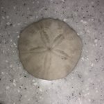 우리 집에 샌드<b>달러</b> 있음