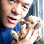 역시인간<b>푸들</b>