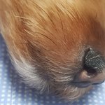 [드루와] 줠라리 귀엽지 않냐 ? ㅎㅋ