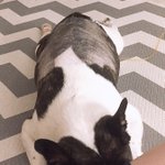 [강아지] 동물병원들 진짜 너무 열악한것 같아요. 의사들 대응도...