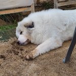 <그레이트 피레니즈> <b>심바</b>의 성장일기 - 10