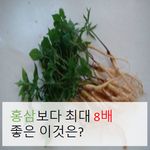 <b>홍삼</b>보다 이게 더 효과있대요