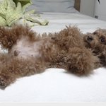 지금 여기 ㄱHㅅH끼플이야???