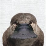 [모두드루와] 본진 소속사 자랑하자