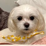 조이앞에서는 <b>찍소리</b>도 못할놈들이