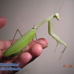 이런 <b>사마귀</b> 멋있지 않아? 진짜 키우고 싶다.