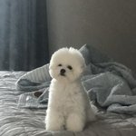 [강아지] <b>비숑</b> 호빵이 한살로 돌아왔어요 