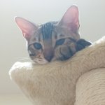 제 취미가 여친 고양이 밥먹이는건데 이상한가요? (일주일에 4번정도)