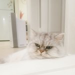 [고양이] <b>울</b> 냥이 봐줭