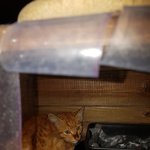 [고양이구조] 발 치료 후 꽃길만 걸을줄 알았던 “행운이” 진드기...