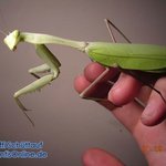 이런 <b>사마귀</b> 멋있지 않아? 진짜 키우고 싶다.