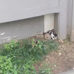[고양이] 새끼 길냥이 5<b>남매</b> 보고가세요!