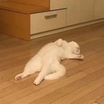 [이것좀봐줘] 이거